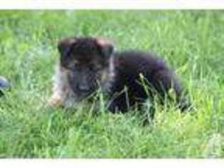German Shepherd Dog Puppy for sale in SUN PRAIRIE, WI, USA