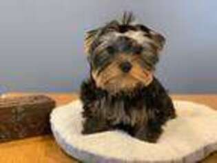 Yorkshire Terrier Puppy for sale in Wolcott, CT, USA