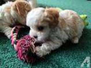 Mutt Puppy for sale in KINGSLEY, MI, USA