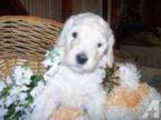 Mutt Puppy for sale in CLEARVILLE, PA, USA