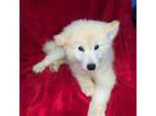 Alaskan Malamute Puppy for sale in Houston, TX, USA