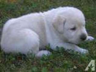 Labrador Retriever Puppy for sale in UXBRIDGE, MA, USA