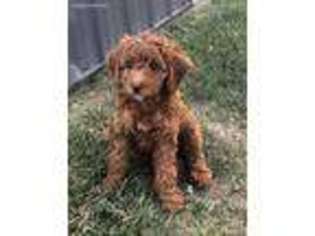 Cock-A-Poo Puppy for sale in Hammonton, NJ, USA