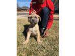 Cane Corso Puppy for sale in Roswell, NM, USA