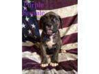 American Bulldog Puppy for sale in Canton, OH, USA