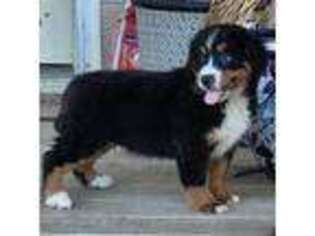 Bernese Mountain Dog Puppy for sale in Aguanga, CA, USA