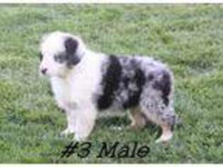 Anatolian Shepherd Puppy for sale in Ralls, TX, USA