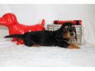 Dachshund Puppy for sale in Clever, MO, USA