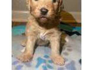 Goldendoodle Puppy for sale in Wichita Falls, TX, USA