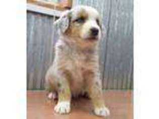 Australian Shepherd Puppy for sale in Ava, MO, USA