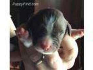 English Springer Spaniel Puppy for sale in Grafton, NH, USA