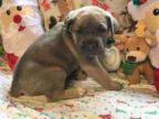 Cane Corso Puppy for sale in Scio, OH, USA