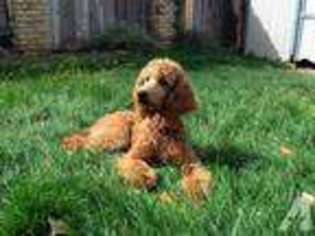 Mutt Puppy for sale in SANDY, UT, USA