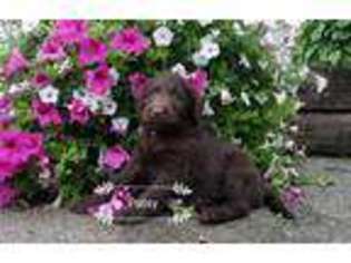 Labradoodle Puppy for sale in Clare, MI, USA