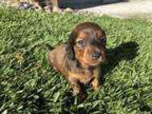 Dachshund Puppy for sale in Grand View, ID, USA
