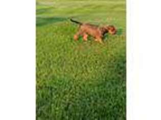 Rhodesian Ridgeback Puppy for sale in Wauseon, OH, USA