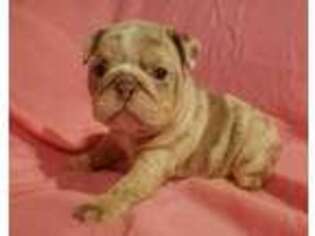 Bulldog Puppy for sale in Wilmington, CA, USA