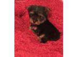 Yorkshire Terrier Puppy for sale in Lone Grove, OK, USA