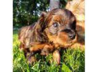 Yorkshire Terrier Puppy for sale in Lititz, PA, USA