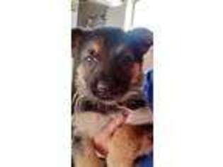 German Shepherd Dog Puppy for sale in Westover, PA, USA