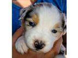 Miniature Australian Shepherd Puppy for sale in Thatcher, AZ, USA