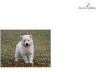 American Eskimo Dog Puppy for sale in Greenville, SC, USA