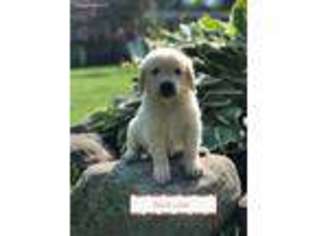 Golden Retriever Puppy for sale in Freedom, NY, USA