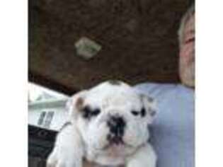 Bulldog Puppy for sale in Gillett, PA, USA