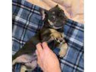 French Bulldog Puppy for sale in Stover, MO, USA