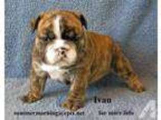 Bulldog Puppy for sale in BINGHAMTON, NY, USA