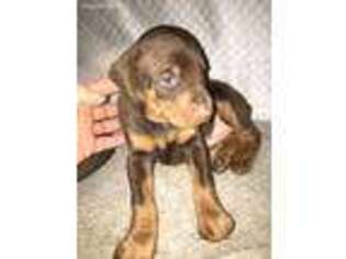 Doberman Pinscher Puppy for sale in Rolling Prairie, IN, USA