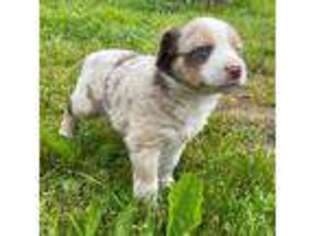 Miniature Australian Shepherd Puppy for sale in Houston, MO, USA