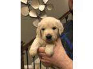 Mutt Puppy for sale in Wisconsin Rapids, WI, USA