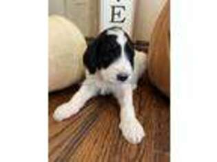 Goldendoodle Puppy for sale in Caddo Mills, TX, USA