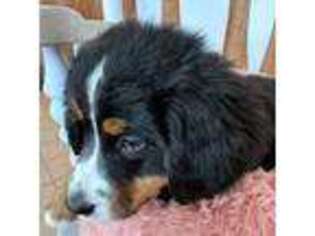 Bernese Mountain Dog Puppy for sale in Centerville, WA, USA