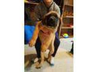 Mastiff Puppy for sale in Whitelaw, WI, USA