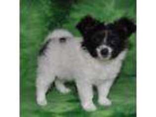 Papillon Puppy for sale in New Haven, MI, USA