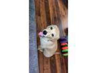 Golden Retriever Puppy for sale in Vista, CA, USA