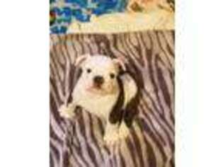 Bulldog Puppy for sale in Clearville, PA, USA