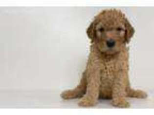 Goldendoodle Puppy for sale in Exeter, RI, USA