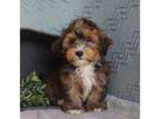 Havanese Puppy for sale in New Holland, PA, USA