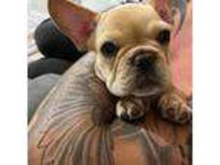 French Bulldog Puppy for sale in Danville, IN, USA