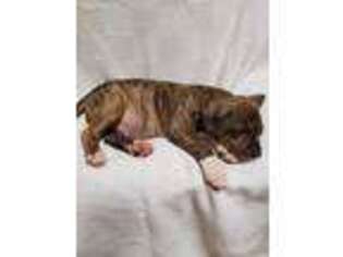 American Staffordshire Terrier Puppy for sale in New Bethlehem, PA, USA