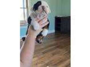 Olde English Bulldogge Puppy for sale in Belvidere, TN, USA