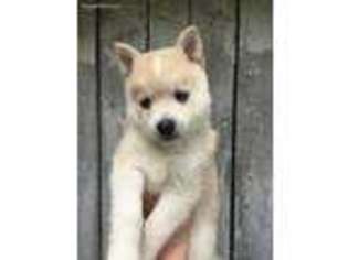 Mutt Puppy for sale in Alexandria, PA, USA