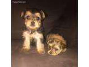Mutt Puppy for sale in Elmwood Park, IL, USA