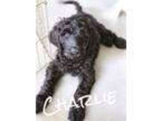 Labradoodle Puppy for sale in Palmetto, FL, USA