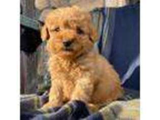 Mutt Puppy for sale in Winchester, VA, USA