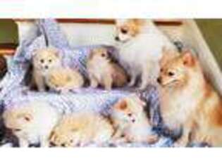 Pomeranian Puppy for sale in EAST HARTFORD, CT, USA