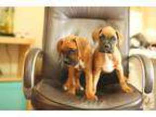 Boxer Puppy for sale in SEATTLE, WA, USA